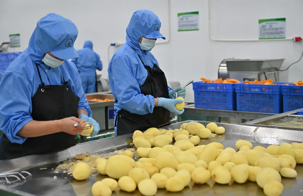 <strong>農副產品深加工：農業發展的強大助力之全自動凈菜加工生產線</strong>